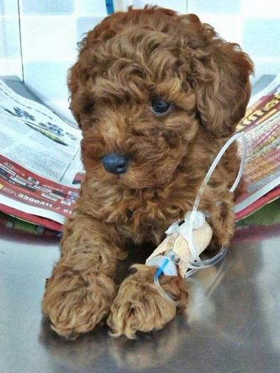 泰迪不吃狗粮吐黄水,泰迪吐黄水怎么回事