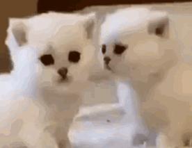 小奶猫太粘人了怎么办,小奶猫太粘人不停的叫