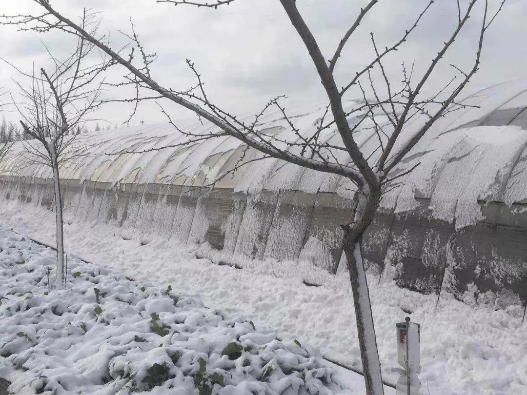 雨雪天气大棚施工注意事项,阴雨天大棚如何管理