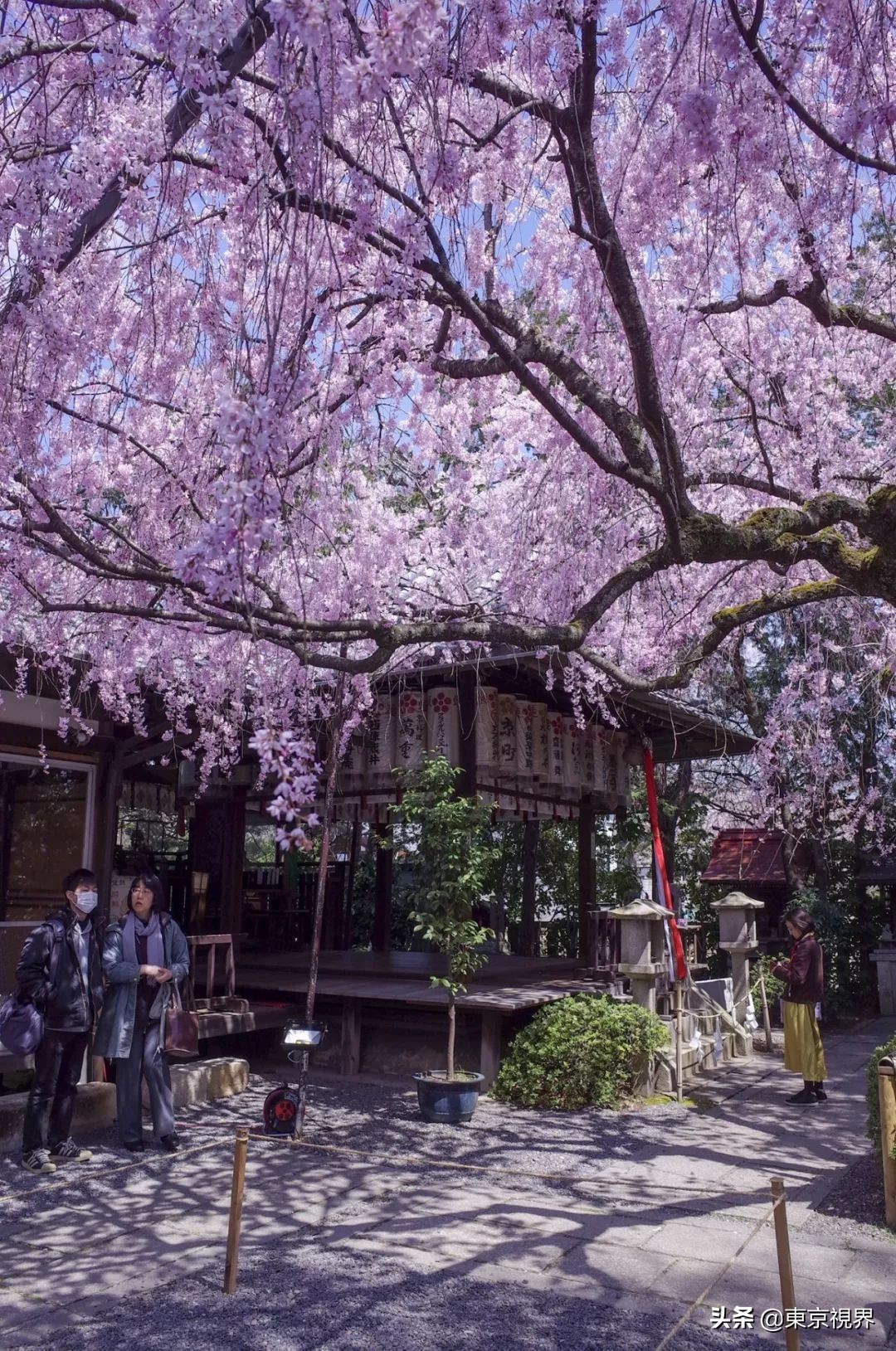 我在京都，攒下一整个春日的绝美樱色送给你。