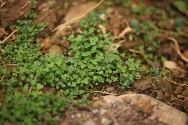 90后小伙花100万造房子,90后小伙花几千元装修500个平方