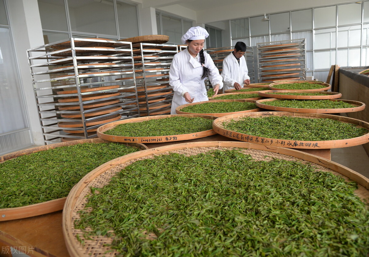 黄冈茶叶品种排名前十名有哪些,湖北黄冈有什么茶叶