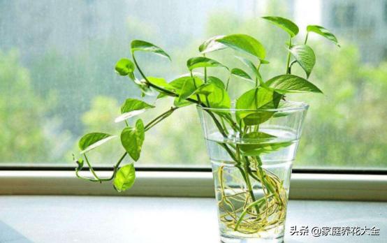 绿萝水培不烂根黄叶,水培绿萝叶子发黄最简单处理方法