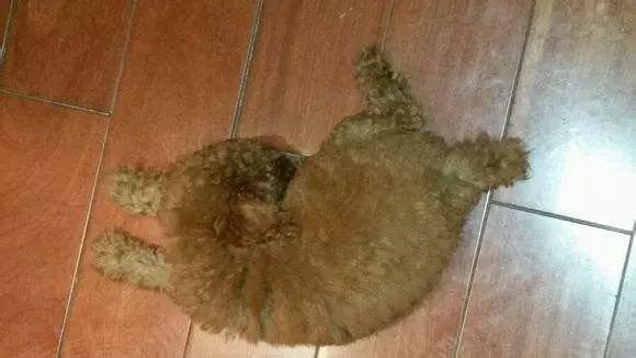 狗狗教狗站立,怎么样可以教狗狗学会站立