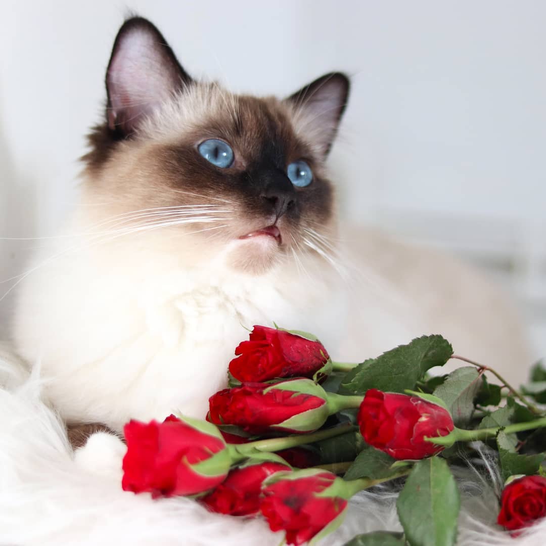 如何让吃猫粮的猫吃自制饭,怎样帮助小猫吃猫粮