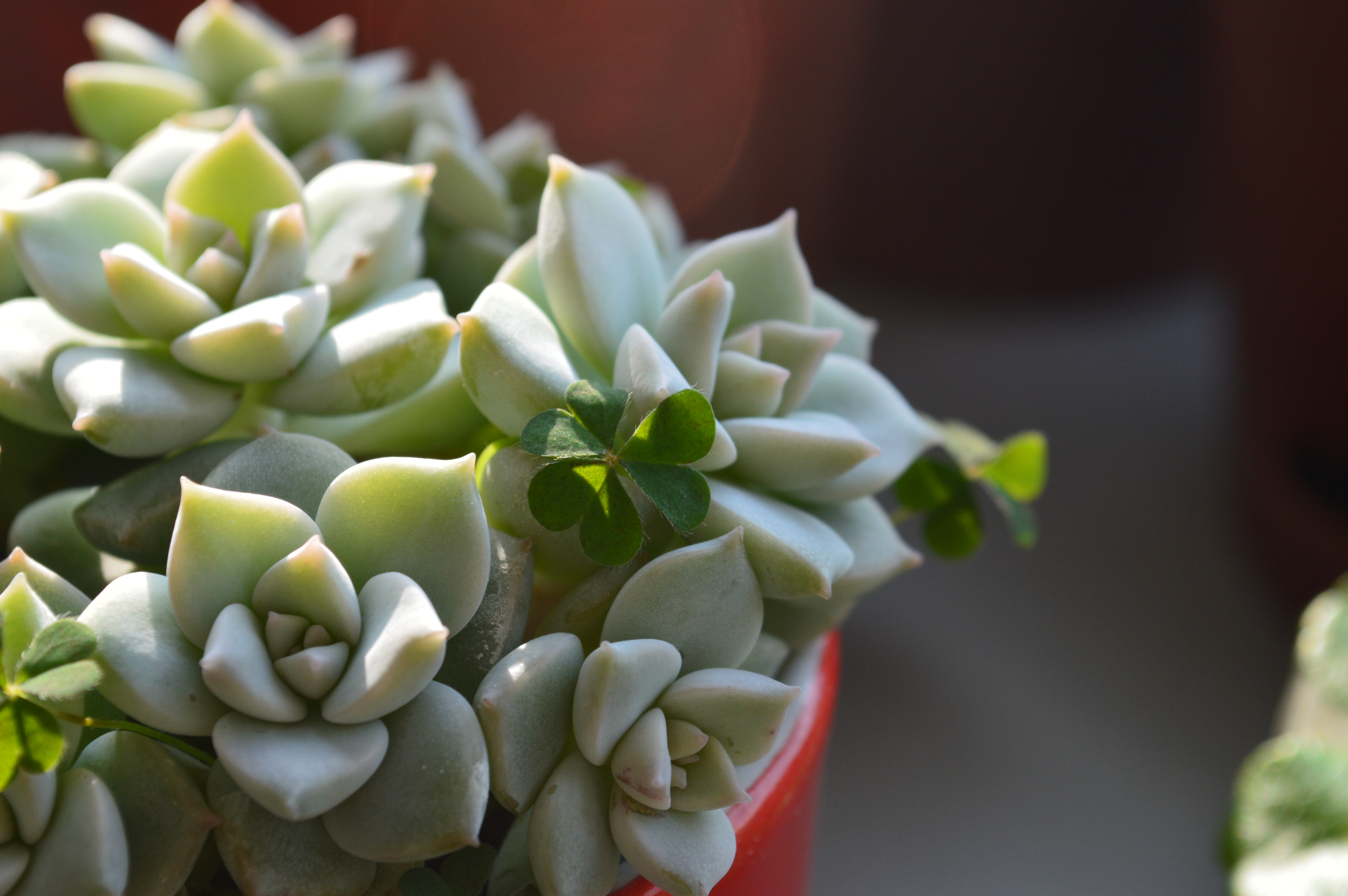 清欢养肉｜优生优育的白牡丹，让你从几片叶子跻身多肉大户