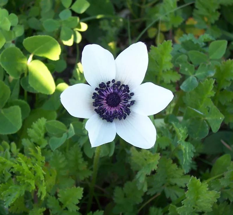 关于花的英文名昵称,关于花的女生英文名有寓意