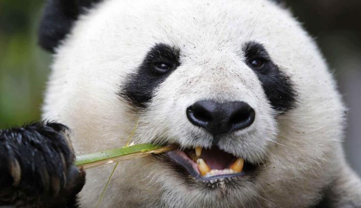 大熊猫在上古时代当过蚩尤的坐骑,蚩尤的坐骑大熊猫片段