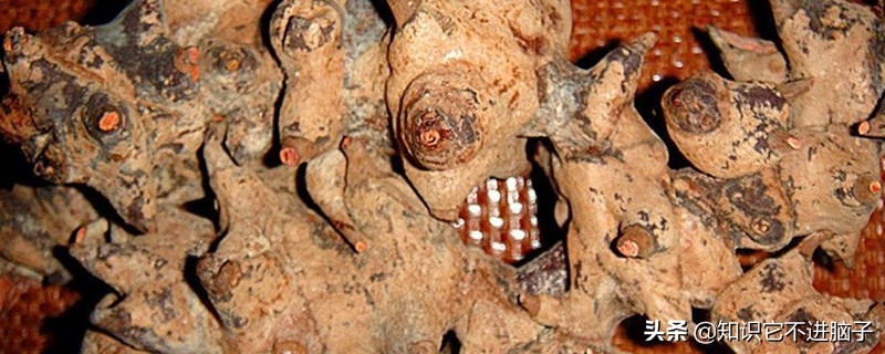 你最喜欢吃哪种水果为什么,你最喜欢吃的是哪个部位