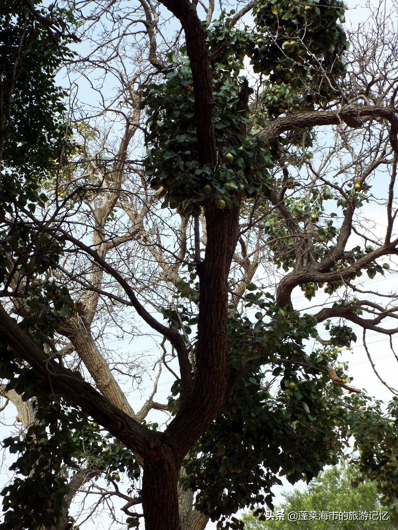 宁夏沙坡头旅游攻略,宁夏沙坡头游记