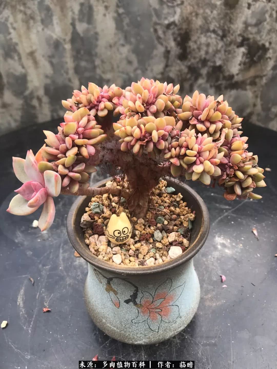 多肉带给我的感情,多肉给人们带什么作用