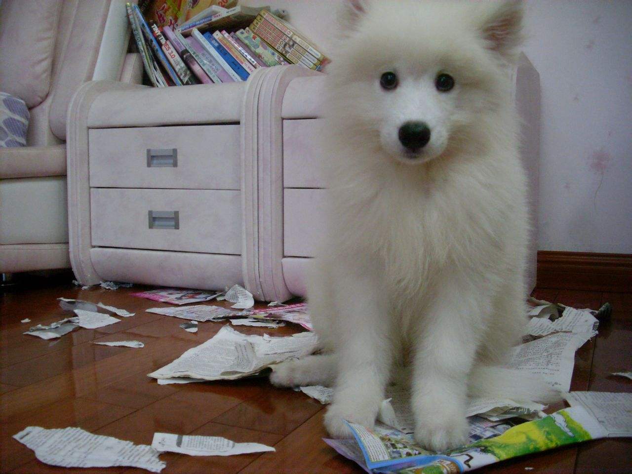 雪橇三傻之萨摩耶黑色,雪橇三傻之一萨摩耶犬