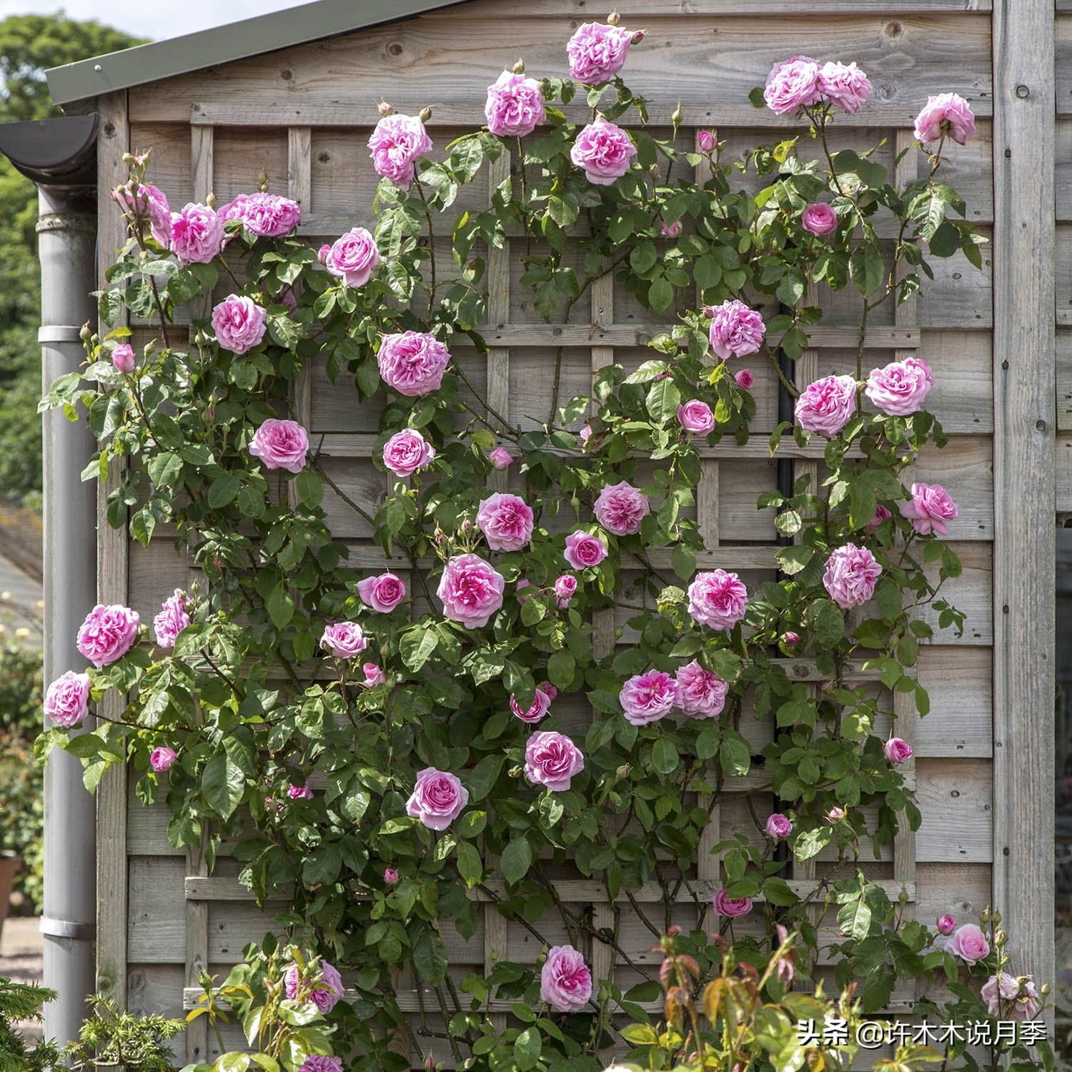 藤本月季蔷薇怎么养殖,藤本月季冬季不掉叶