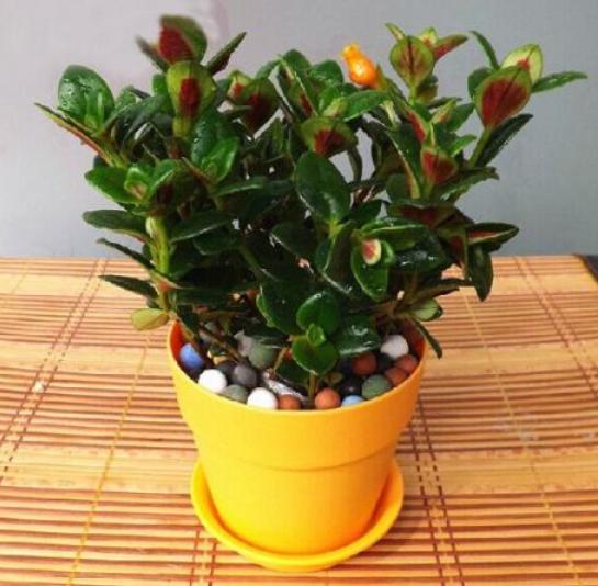 教你怎样养出一盆上好的金鱼吊兰,金鱼吊兰怎么养才能长得更茂盛