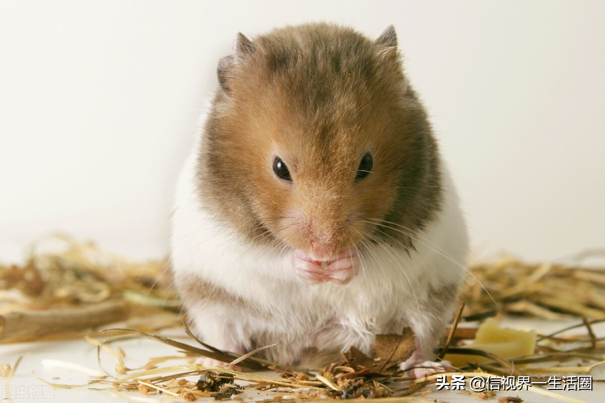 适合单身女生养的萌宠