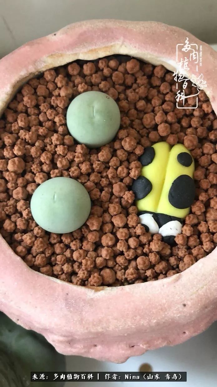 面对残酷的现实，是多肉治愈了我迷茫的未来