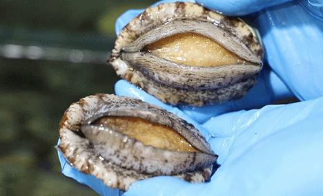 稻香“疯狂海鲜节”，1元得鲍鱼