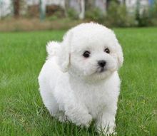 比熊犬的繁殖过程,比熊犬怎么繁殖出来的