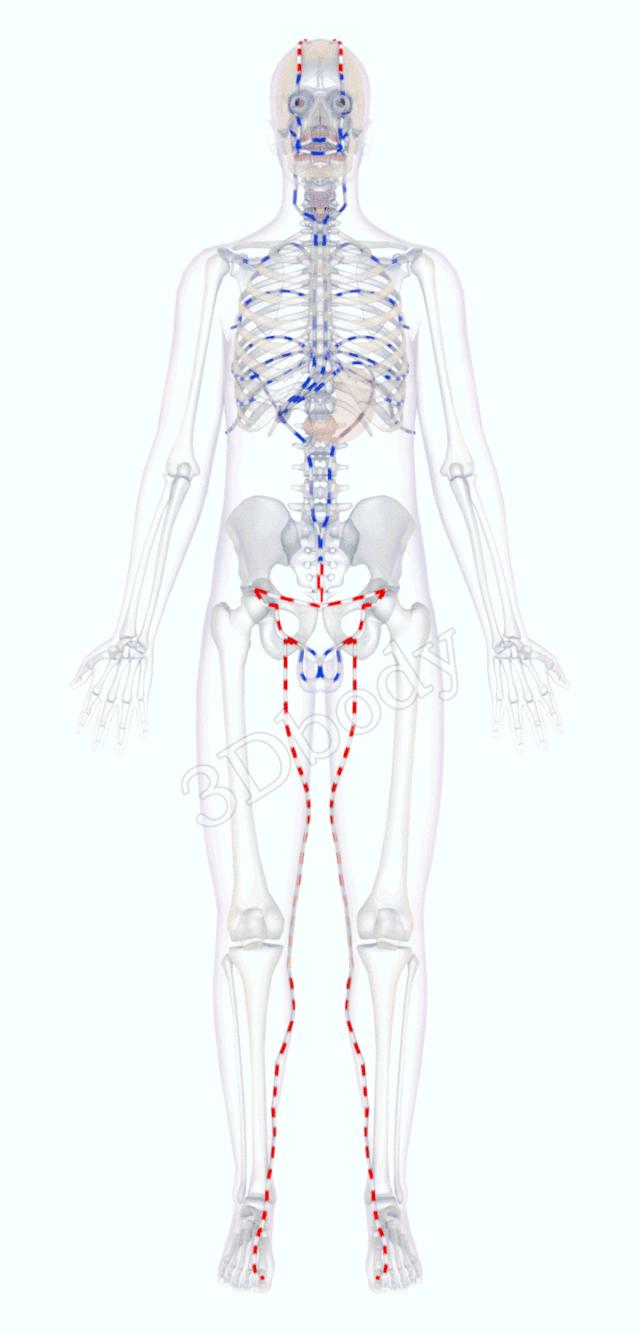 3d经络循行图讲解,阴维脉与阳维脉3d循行动态走向图