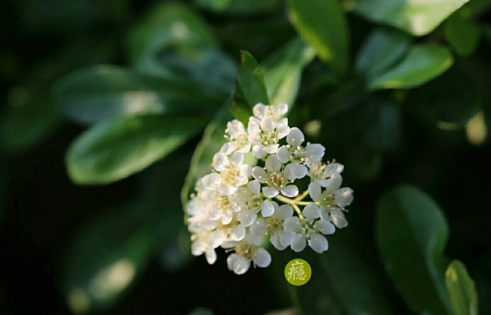 植物图鉴窄叶火棘,植物图鉴灌木