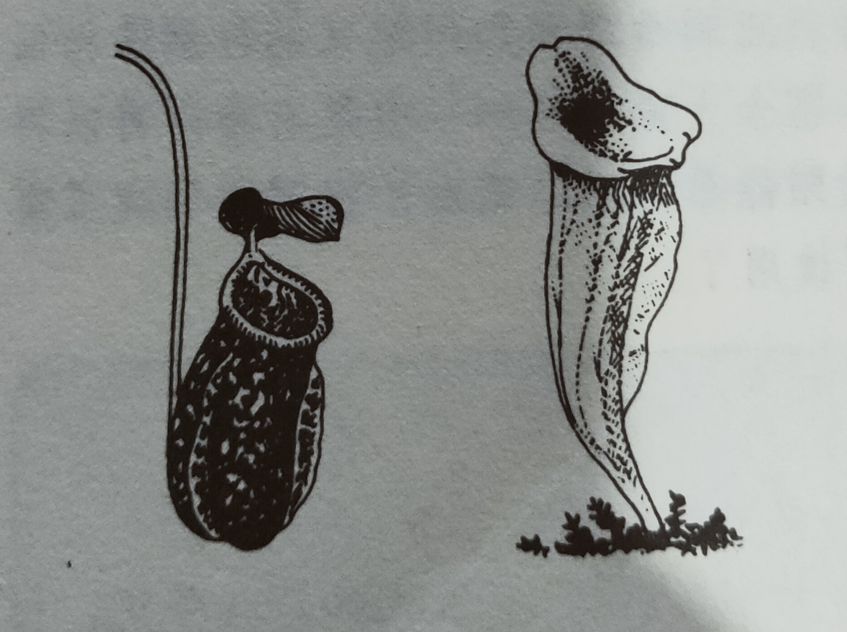 野外求生获取水,野外求生怎么获得水