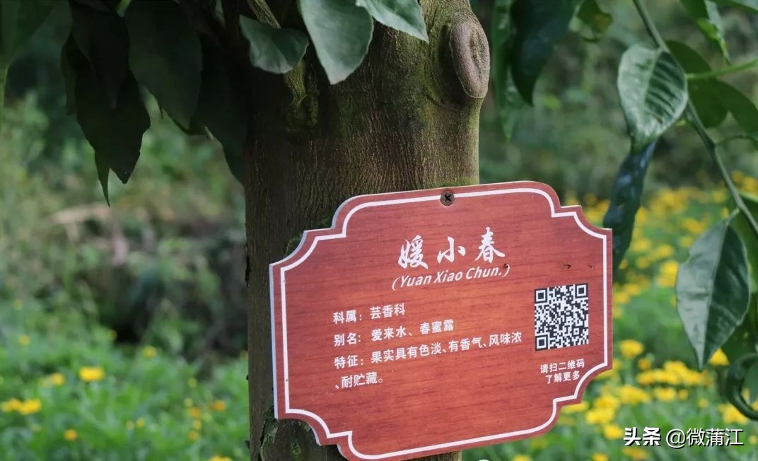 探访深山竹林倍感神清气爽,蒲江遥望雪山感受诗意栖居