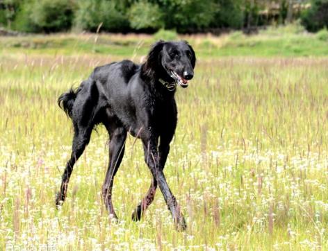 世界上最快的大狗是什么品种,世界上最聪明的10种狗品种