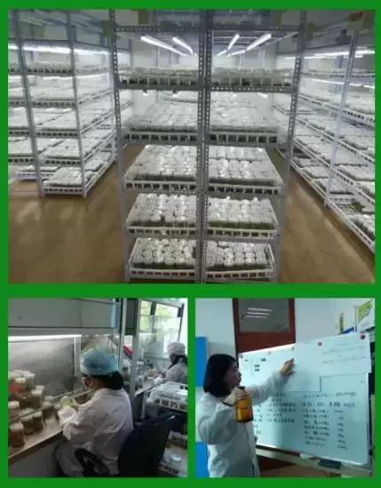 abt育苗技术,abt种植体系