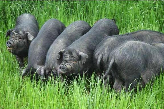 本土猪灭绝背后的故事,中国土猪要灭绝吗