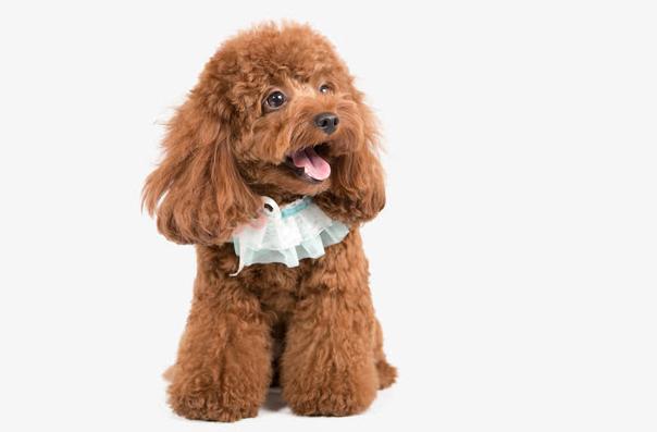 泰迪狗一天喂几次狗粮比较好呢,泰迪狗狗应该喂多少狗粮