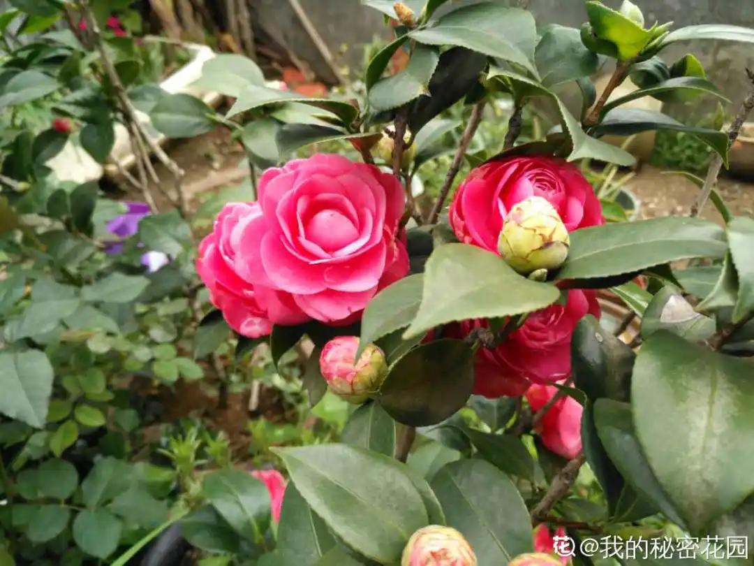 花买回来叶子蔫了怎么办,花掉花苞有什么好方法吗