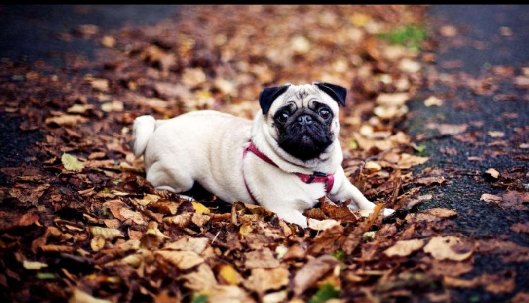 夏天到了养宠家庭必备,夏季来了谨防中暑