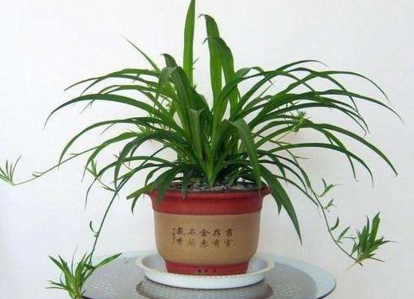 盆栽用什么土不烂根,盆栽土板结用什么水