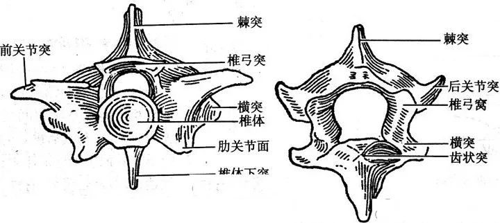 提着蛇尾用力一抖，能抖散蛇骨架吗？捕蛇生手不要去试