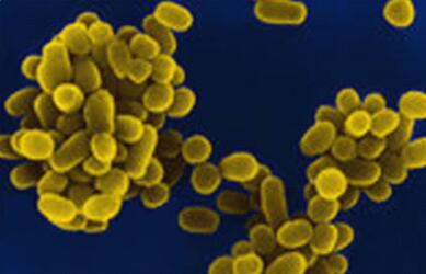 狗狗流产流血咋办,怎样能让狗狗流产