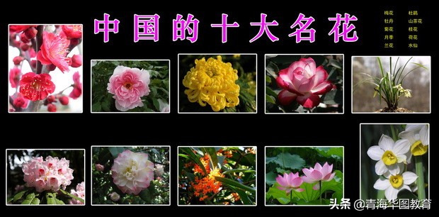 2020年公务员常识：中国十大名花别称
