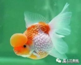 国宝级皇冠珍珠金鱼视频,皇冠珍珠金鱼视频