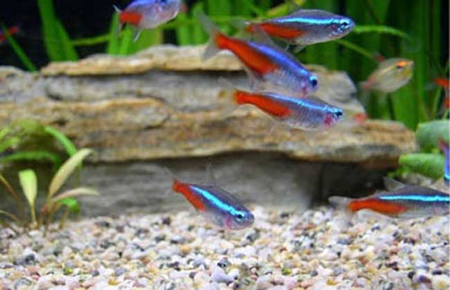 红绿灯鱼陆续死,红绿灯鱼多少钱