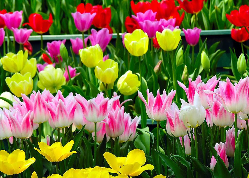 五家渠郁金香节旅游,五家渠郁金香节五一门票价是多少