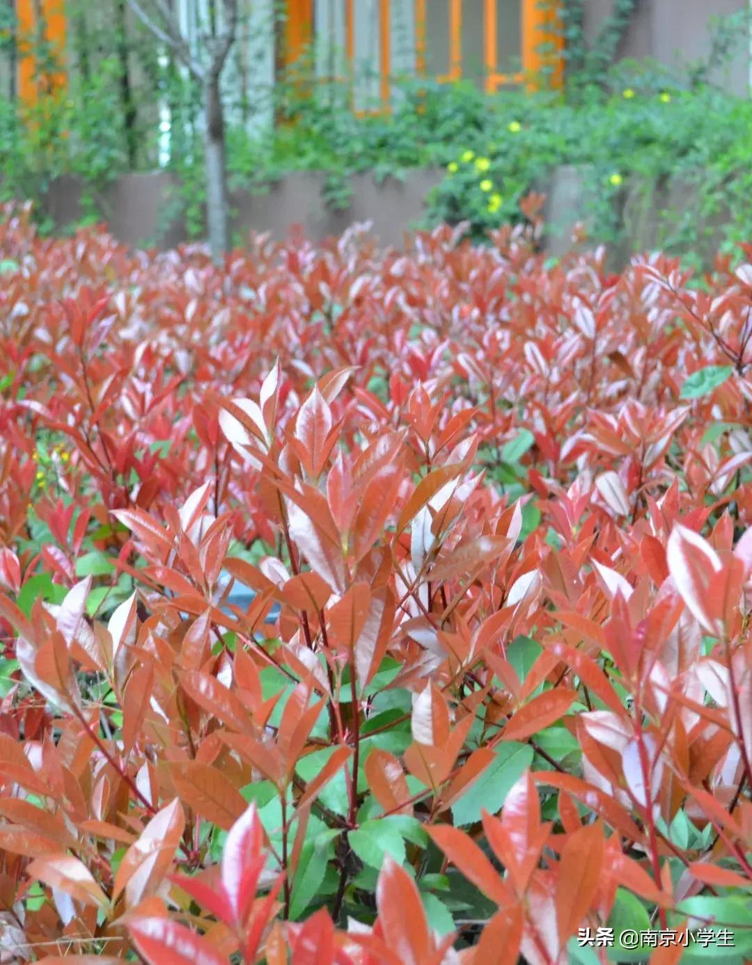 春和景明少年时,古雄小学2021年新生