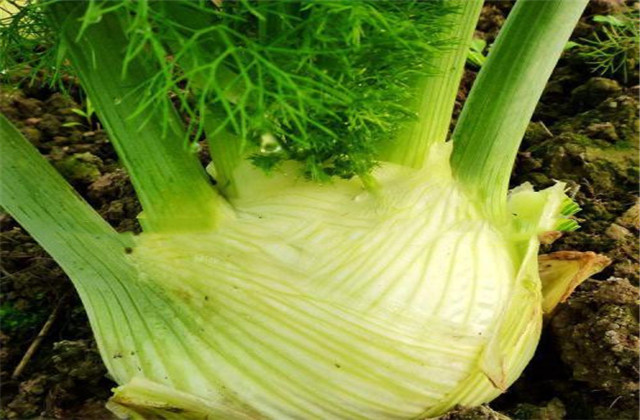 球茎茴香种植方法生长时间,球茎茴香栽培技术视频