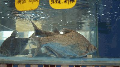 潮汕正宗新鲜牛肉多少钱一斤,新鲜牛肉零售价