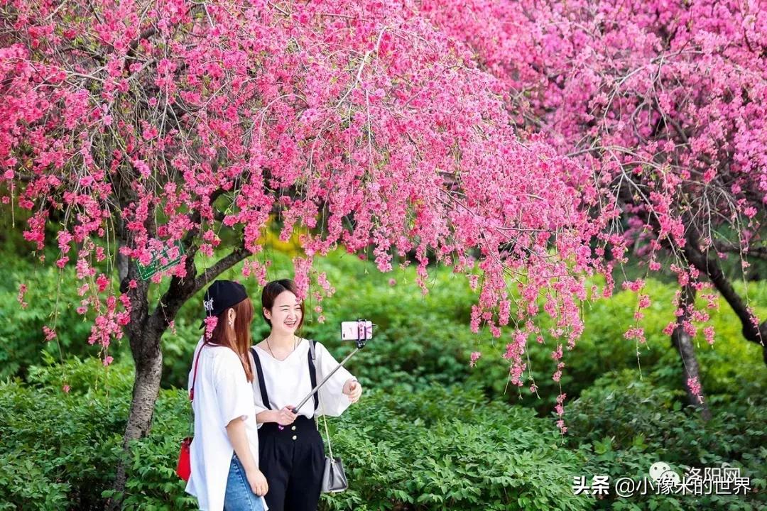 向洛阳人发出邀请国潮盛宴来袭,洛阳发布通知