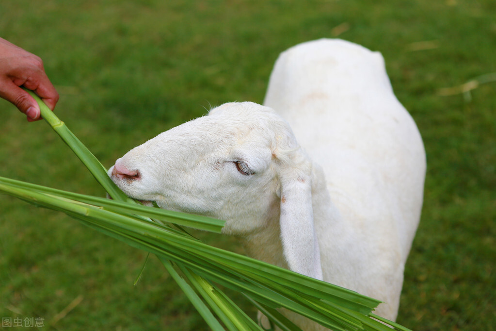 母羊难产的原因及正确助产方法,母羊难产千万不要急教你一招解决