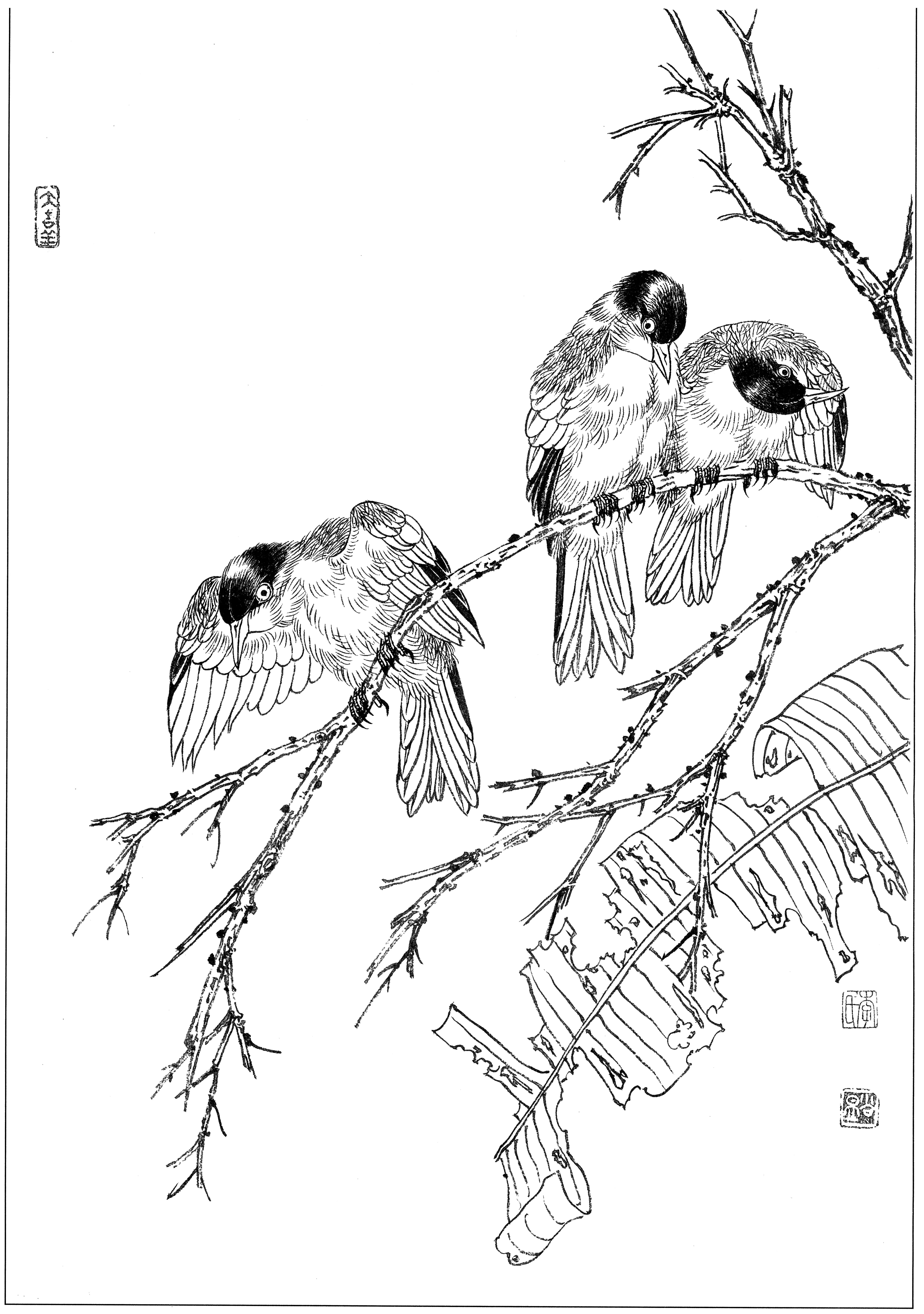 花鸟工笔四条屏白描高清大图,牡丹六尺横幅白描工笔花鸟底稿