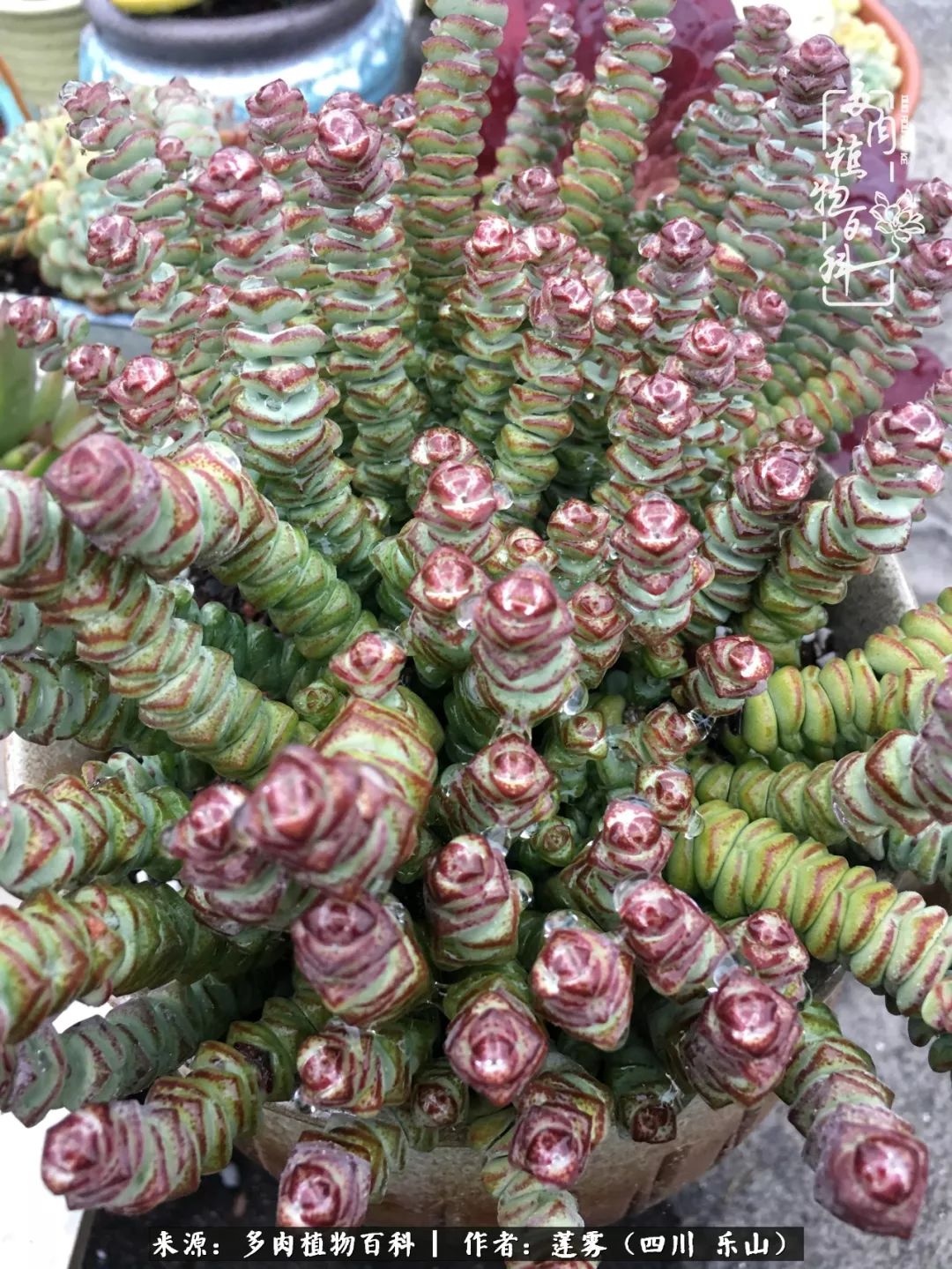 治愈系多肉精灵,初冬携一抹暖阳与多肉相伴