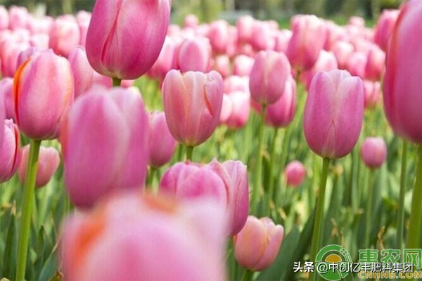 郁金香开花过后怎么处理,郁金香开花之后怎么处理