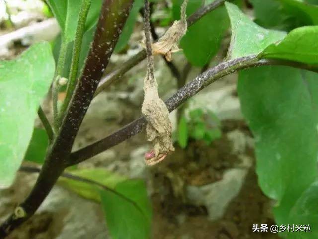 茄子灰霉病最好的杀菌剂是什么,茄子灰霉病的症状和治疗方法