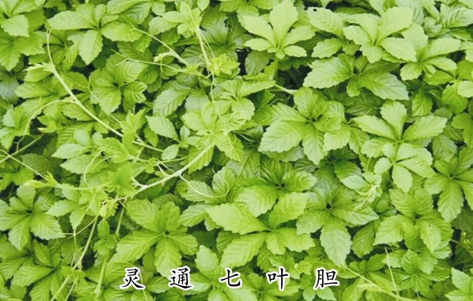 七叶胆的别名,七叶胆别名