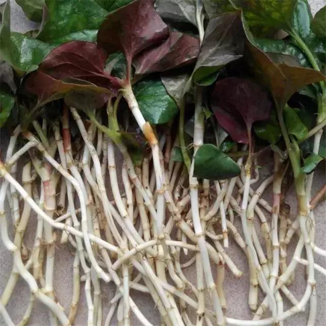 贵阳不光是辣味的,还有一种味道叫折耳根!